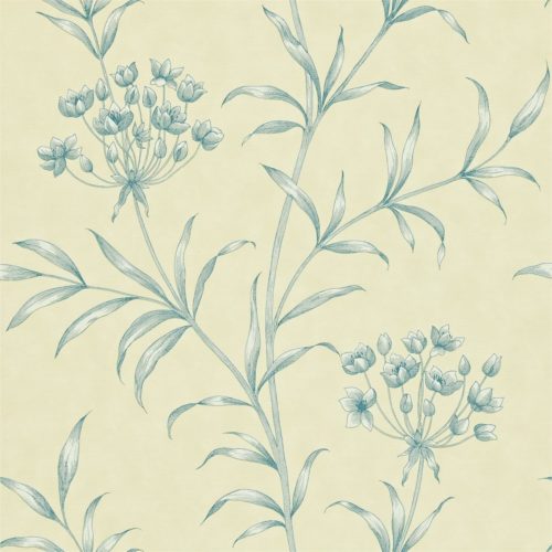 Agapanthus ZPAW04001